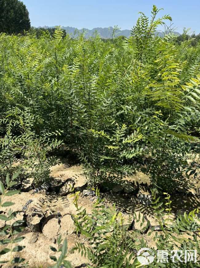 荒山造林文冠果杯苗