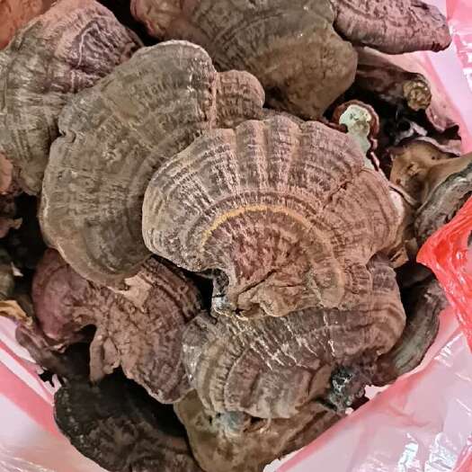 菏泽赤灵芝