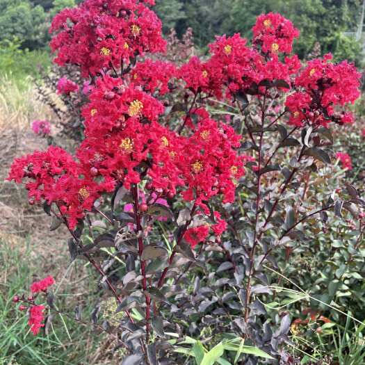 紫叶紫薇无纺布袋苗可批发可零售