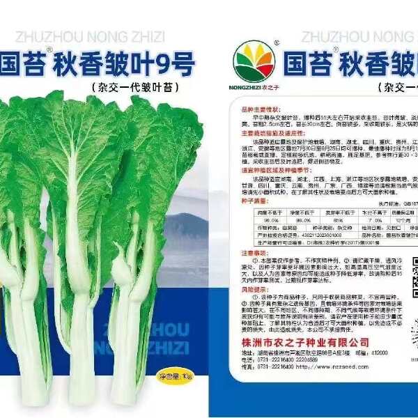 国苔秋香皱叶9号2024年杂交白菜苔新品种