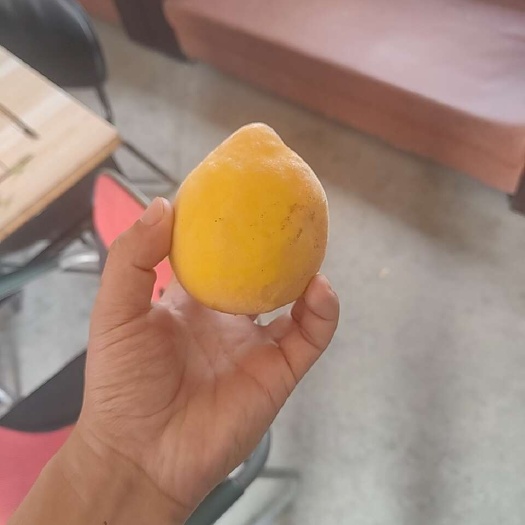 乐陵市锦绣黄桃