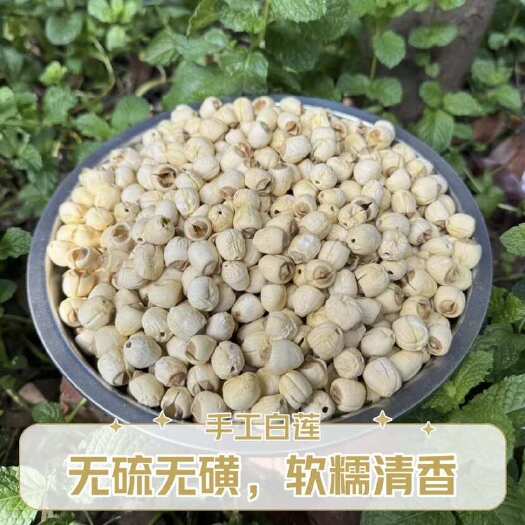 广昌县江西广昌白莲之乡-农户自种通芯白莲个大，通芯，干燥易保存