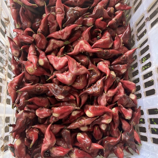 嘉鱼县红菱角，农户自产自销，湖北嘉鱼，可走冷链物流。