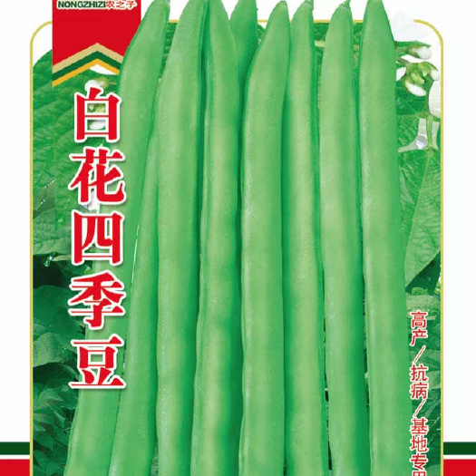 株洲原种白花四季豆种子架豆无筋豆早熟量大耐热肉厚品质好春秋农之子