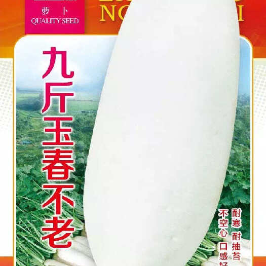 株洲九斤玉春不老萝卜种子白皮红心水果型春秋季四季蔬菜种子
