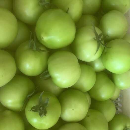 喀喇沁旗绿西红柿