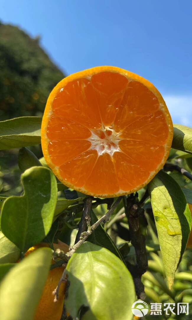 坡地种植 高山蜜桔 皮薄汁水多