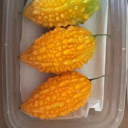 嘉祥县金铃子，品位，高端，营养一体化水果