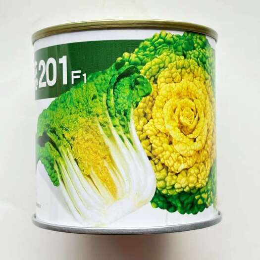 沭阳县金蕊201优质杂交黄心菜大白菜白菜种子 紧凑美观叶片紧实心叶