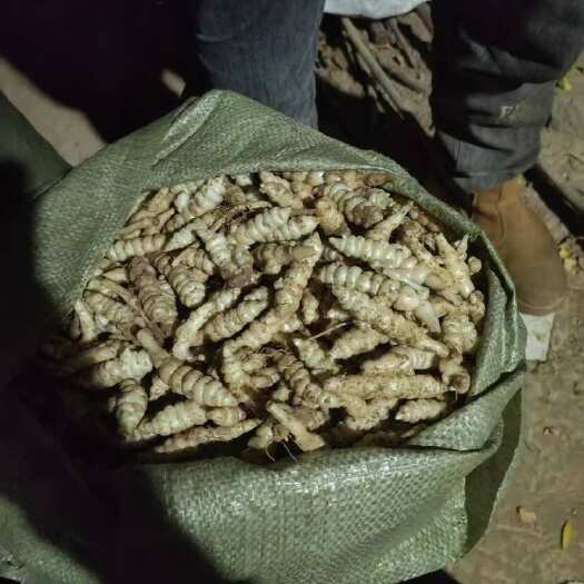 青铜峡市精品螺丝菜，宝塔菜，地环，宁夏内蒙甘肃产地，可发全国量大优惠