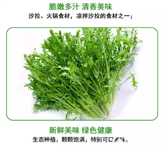 绿食者 新鲜苦菊 苦细叶生吃苦叶生菜苦苣蔬菜 西餐沙拉食材