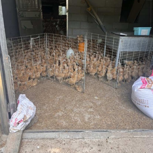 岳阳县苏禽产蛋绿壳商品二代 一月龄脱温青年鸡苗