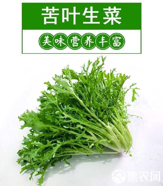 绿食者 新鲜苦菊 苦细叶生吃苦叶生菜苦苣蔬菜 西餐沙拉食材