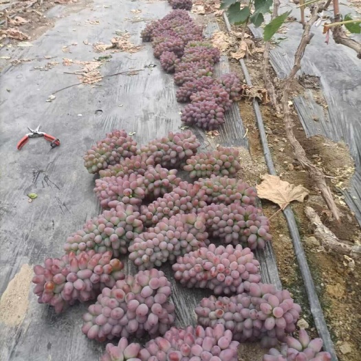 磐石市茉莉香葡萄，蜜汁葡萄大量成熟，欢迎老板购买。