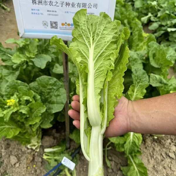 国苔秋香皱叶9号2024年杂交白菜苔新品种