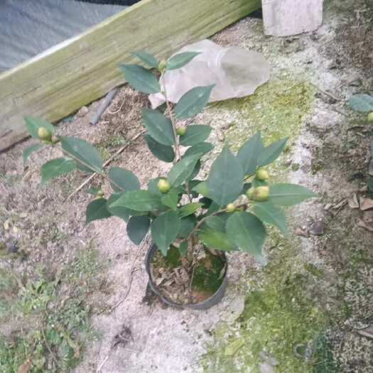 茶花香茶花