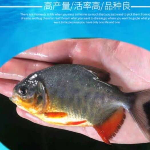 高州市鲳鱼苗，平均1.4两，5元一斤。共2万左右条，自出车费