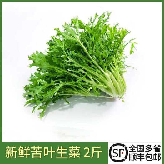 绿食者 新鲜苦菊 苦细叶生吃苦叶生菜苦苣蔬菜 西餐沙拉食材