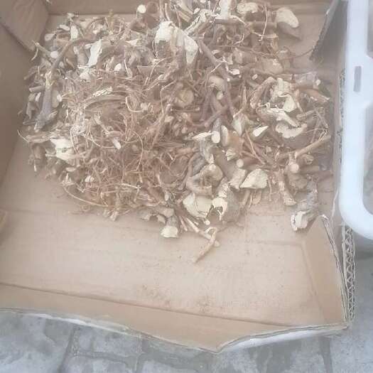 韶关瑶山细叶五指毛桃