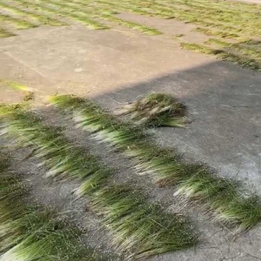 仙居县谷精草！