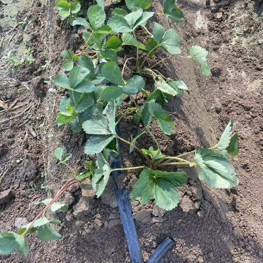 阜阳安徽阜阳大量草莓苗常栽品种供给批发
