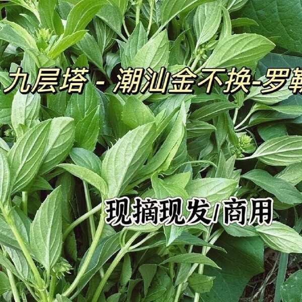 新鲜九层塔金不换专用罗勒叶子直发商用西餐冬阴功香料食用配菜