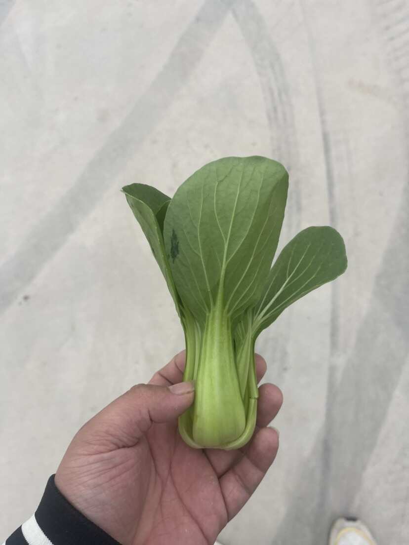 食品厂油菜 上海青 工厂食堂大量供货不断货