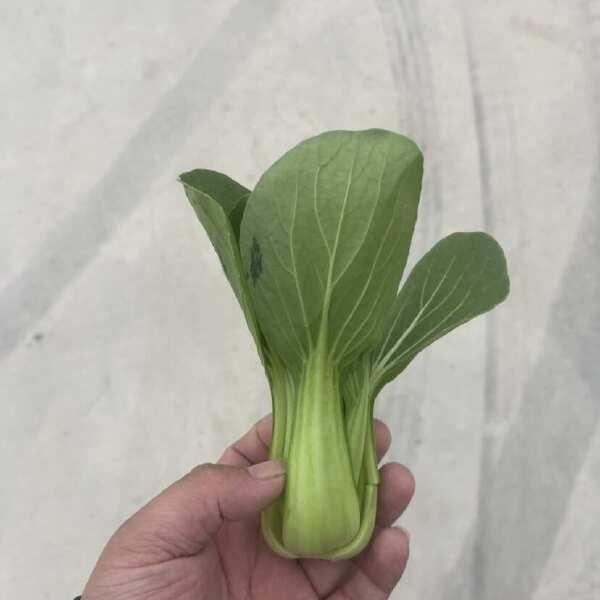 食品厂油菜 上海青 工厂食堂大量供货不断货