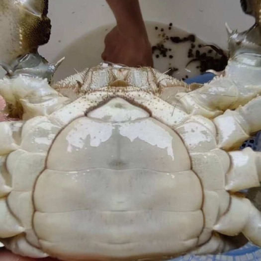 苏州阳澄湖镇大闸蟹，精挑蟹，硬规格，带防伪溯源码、