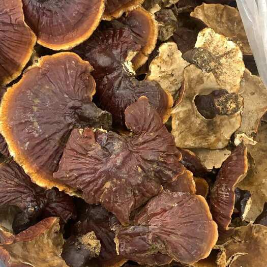 昆明便宜白心灵芝白肉灵芝
