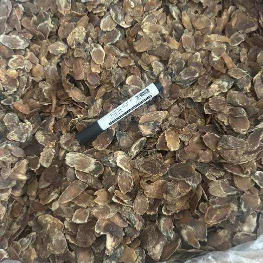 鄄城县红参片 实拍图片