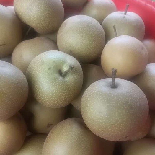金秋梨