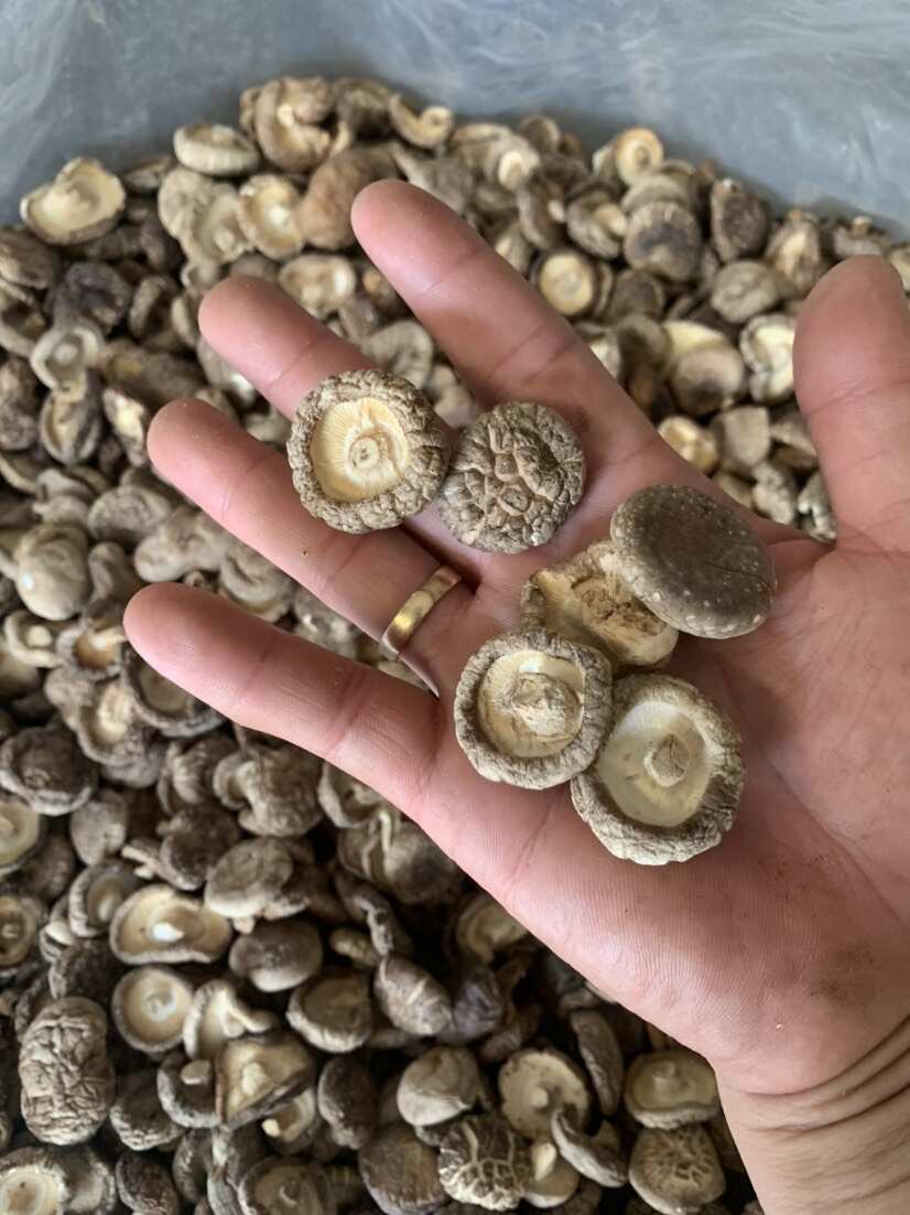 2024新货冬菇 干香菇 去柄香菇 干蘑菇   剪脚香菇