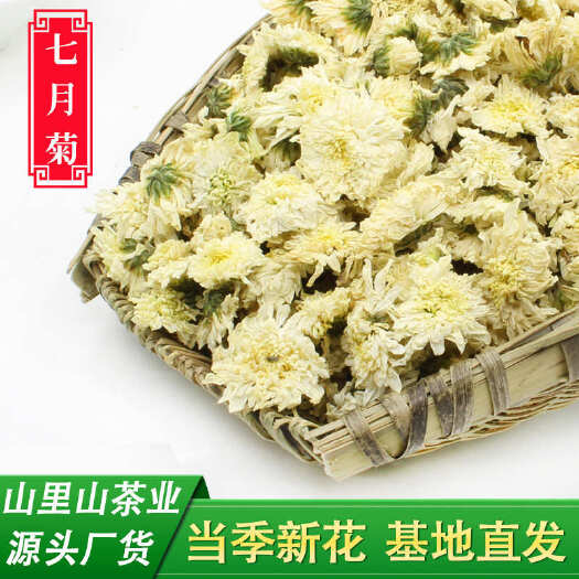 歙县白菊花基地直发七月菊散装批发
