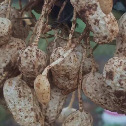 金堂县当季粉皮花生，新鲜现摘