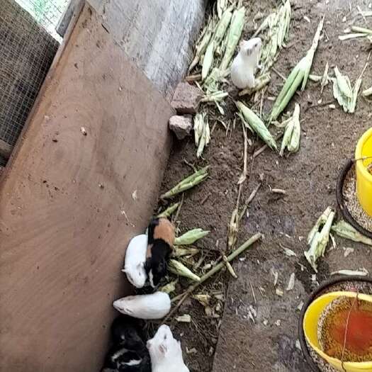 漳州花豚白豚都漂亮