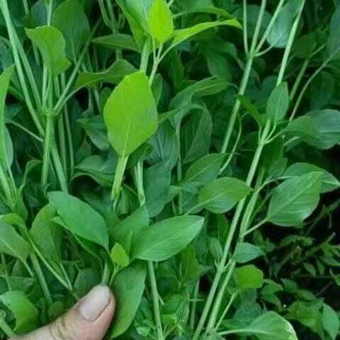 饶平县新鲜九层塔金不换专用罗勒叶子直发商用西餐冬阴功香料食用配菜