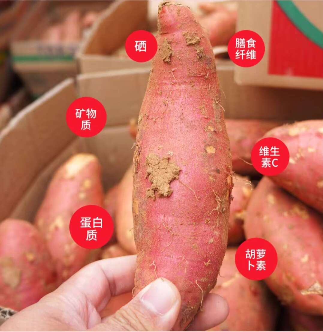 山东夏津优质蜜薯3两-6两中果新鲜红薯根茎蔬菜产地直发