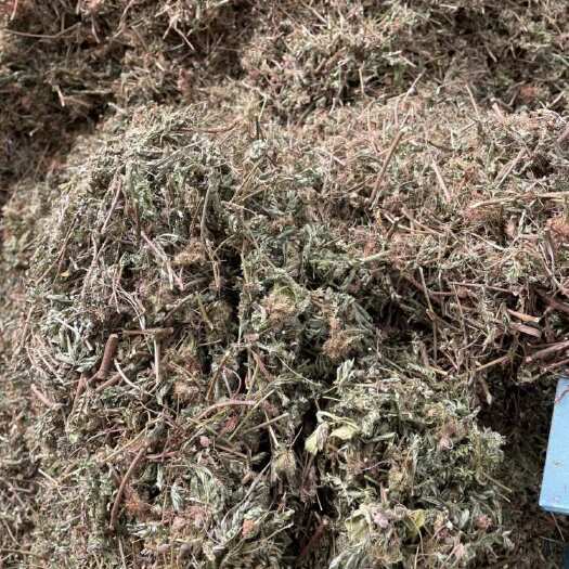 含羞草根，含羞草枝条