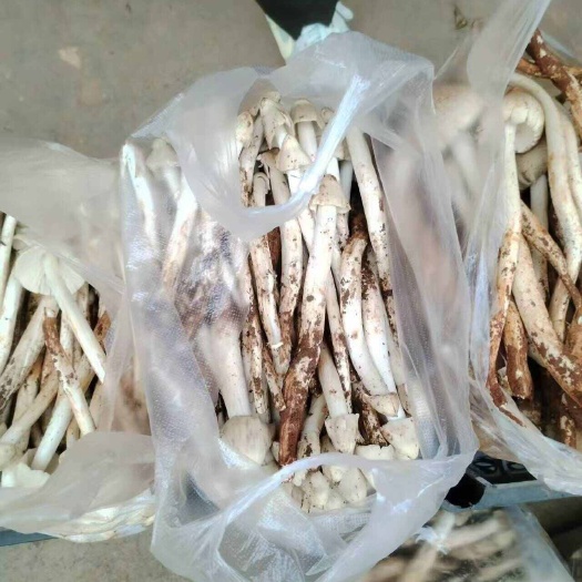 永德县鸡纵油