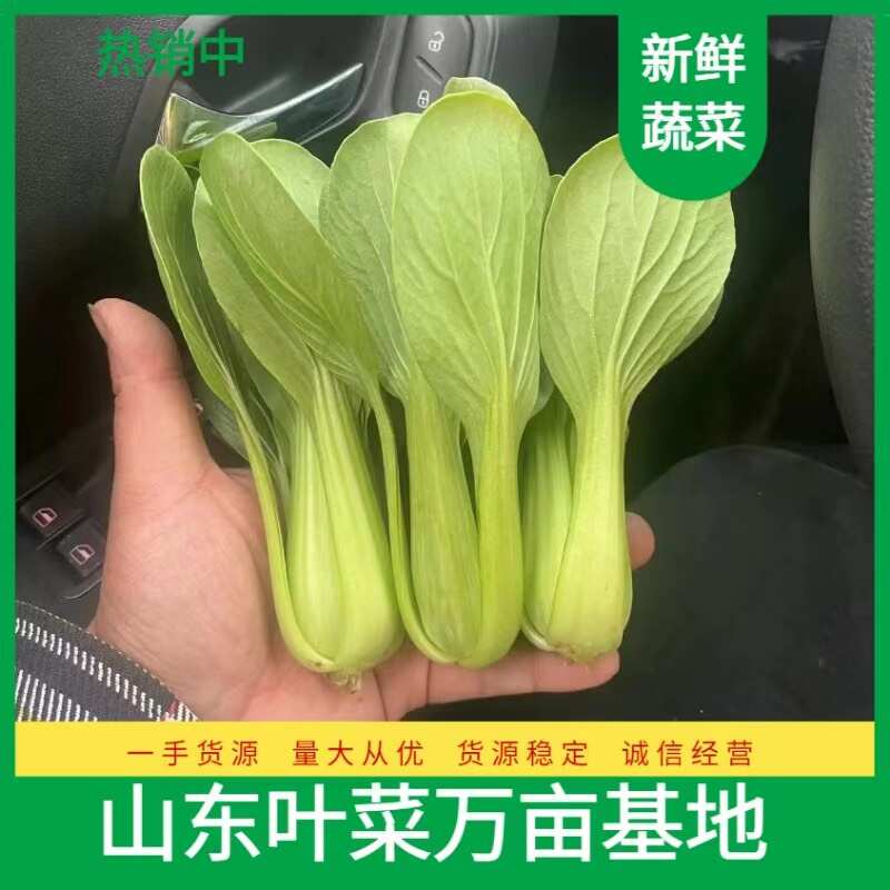 曹县食品厂油菜 上海青 工厂食堂大量供货不断货