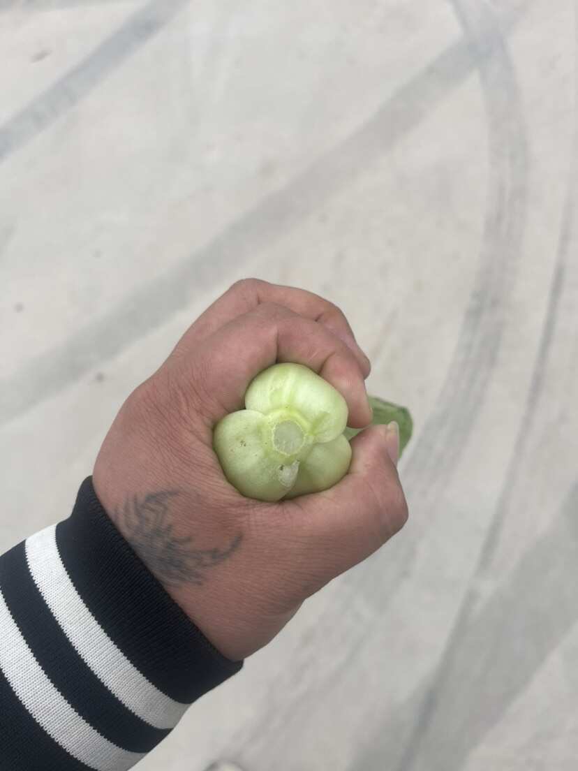 食品厂油菜 上海青 工厂食堂大量供货不断货