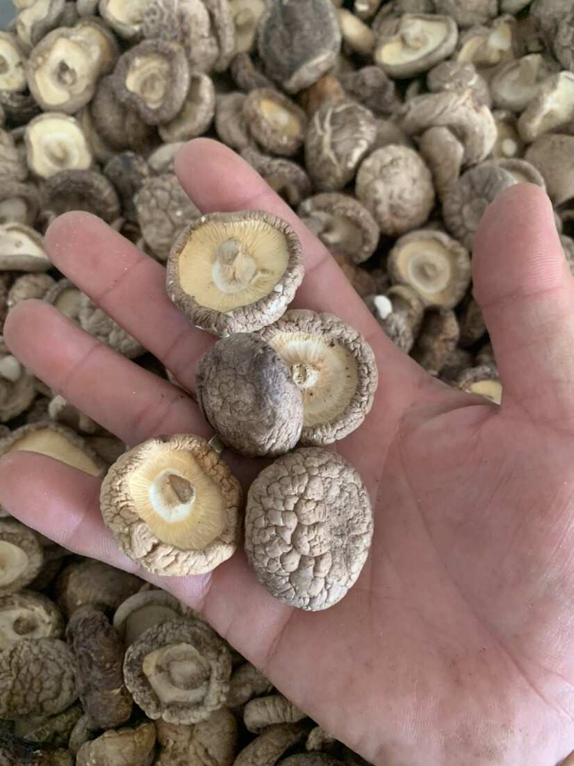 2024新货冬菇 干香菇 去柄香菇 干蘑菇   剪脚香菇