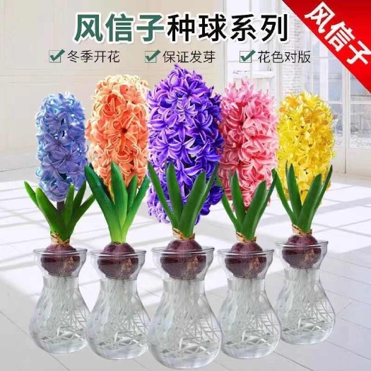 风信子浓香风信子种球懒人水培土培盆栽花卉好养耐寒冬天开花