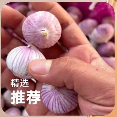 莒县独头蒜批发规格2.5~3.0按需分捡全国发货保质保量