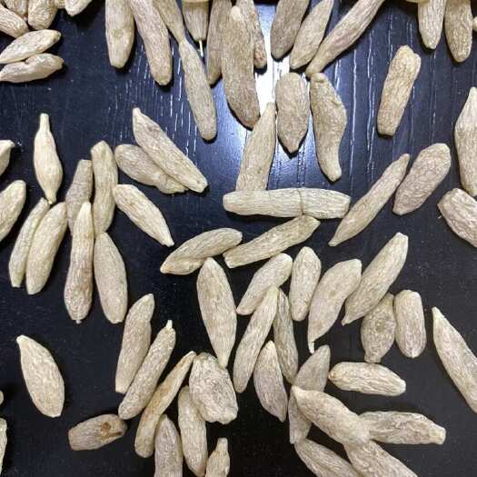 昆明川麦冬
