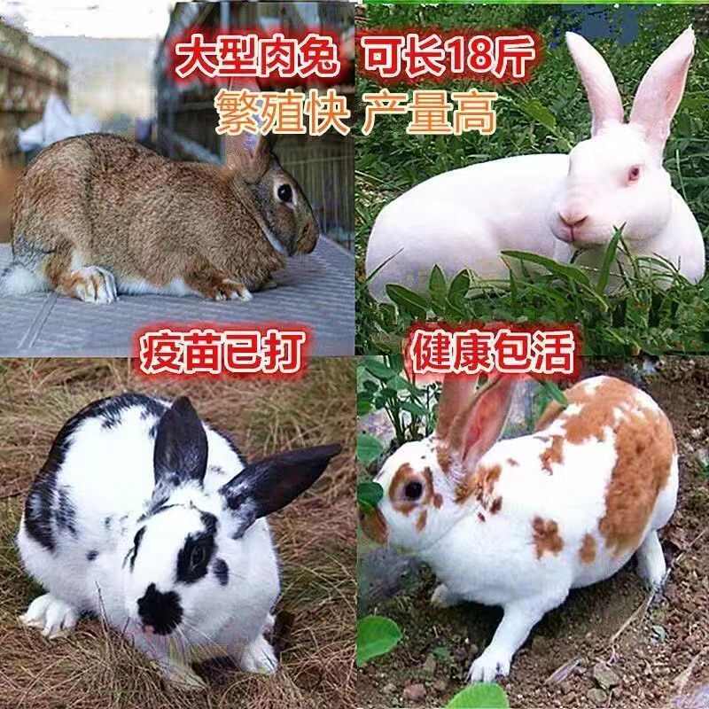 兔子活物宠物月月兔家养肉兔苗活体小白兔花巨兔新西兰繁殖比利时
