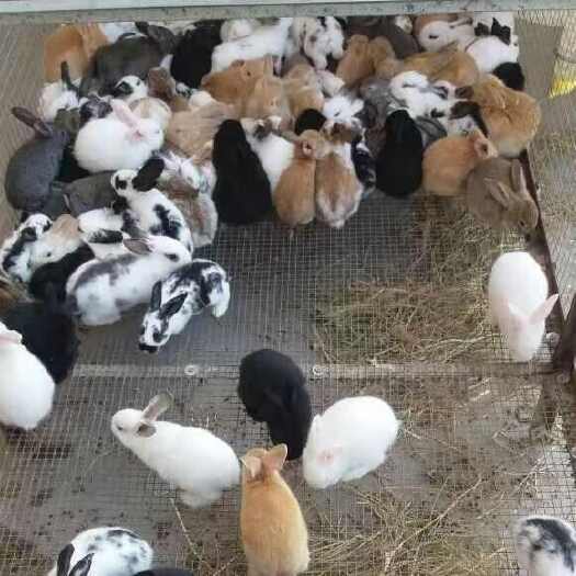 新沂市兔子活物宠物月月兔家养肉兔苗活体小白兔花巨兔新西兰繁殖比利时
