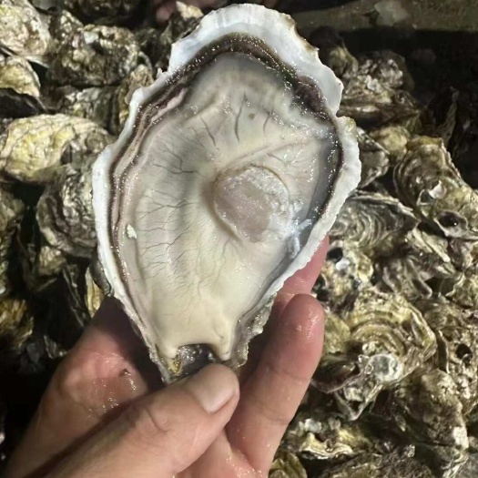 生蚝三倍体