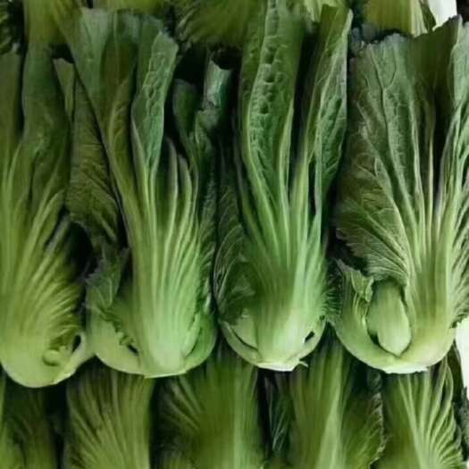 苦菜